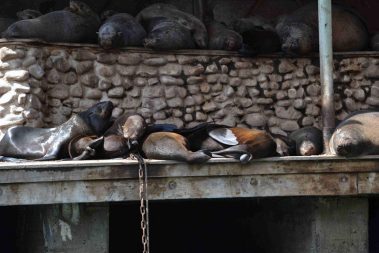 Excursion Cape of Good Hope