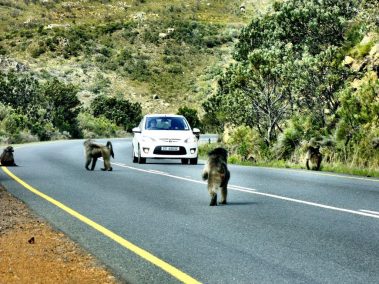 Excursion Cape of Good Hope
