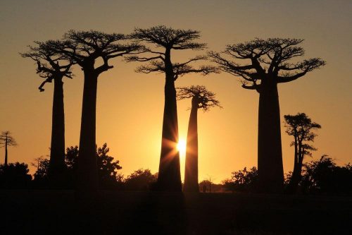 Мадагаскар