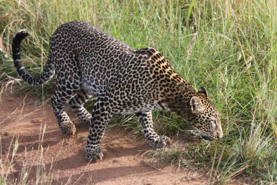 Сафари "В Сердце Кении", 8 дней