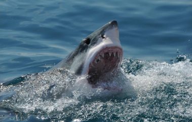 Excursion Great White Sharks